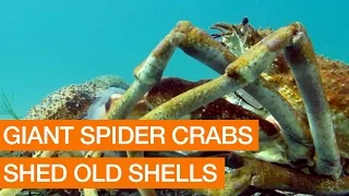 Giant Spider Crabs Shed Old Shells (Package)