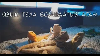 Язык тела Бородатых Агам