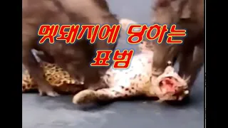 Ep.106 표범 vs멧돼지, 멧돼지 공격 표범 사망!!!, Leopard Attack Wild boar