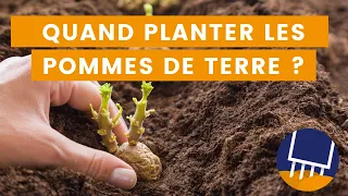 Quand planter les pommes de terre ? Les astuces en fonction de votre région.