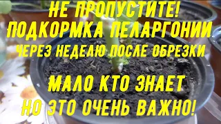 Первая подкормка пеларгонии после обрезки. О ней мало знают, но она очень важна!