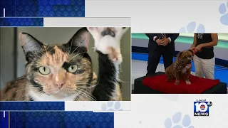 HSBC looking to find furever homes for furry friends Coco, Buttercup