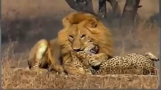 Big vs Big Cats Deadliest Fights   Tiger Jaguar Cheetah Lions Attacks