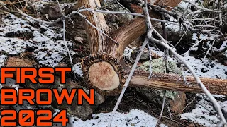 SHED HUNTING 2024 | BROWN ELK SHEDS | ELK SHED HUNTING