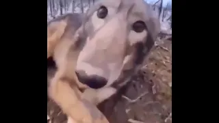 Coyote/Wolf nose boop meme