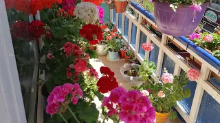 Sardunya çoğaltma bakım sulama toprak değişimi sardunya nasıl çoğalır my balcony flowers