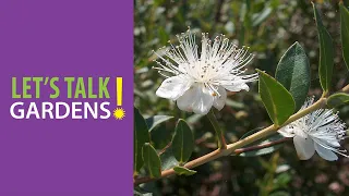 Top 20 Native Shrubs for Sun and Shade - Let's Talk Gardens