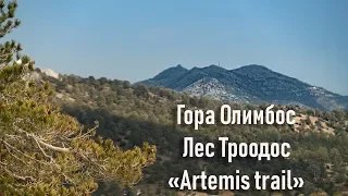 "Тропа Артемиды" (Artemis trail) Лес Троодос гора Олимбос, Кипр, зарисовки