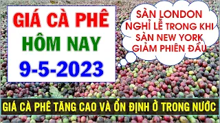 Giá cà phê hôm nay ngày 9/5/2023|Giá cà phê tăng cao và duy trì ổn định