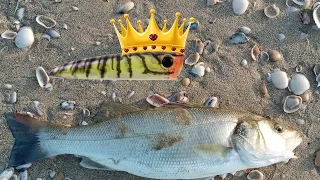 דייג מהחוף 2020 לברקים ים פלטה | מלך הלברקים| fishing beach seabass king of the seabass