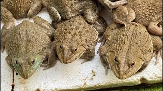 I Built a Backyard Natural Pond to Raise Frogs by Aquaponics System and Grow Water Spinach 6