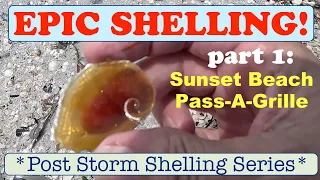 EPIC SHELLING Post Idalia Sunset n PassAGrille part 1 of 4