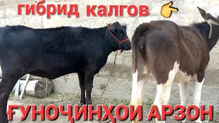 МОЛБОЗОР ХУДЖАНД ГУНОЧИНХОИ ЗОТИИ АРЗОН БА ФУРУШ БАРОМАД АЗ Ш.ХУЧАНД