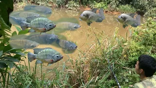 Fishing in a natural lake and get a lot of 7-color tilapia