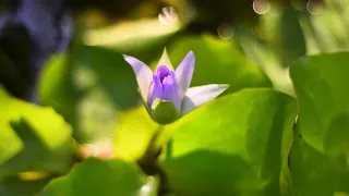 Lotus Flower Blooming Time Lapse