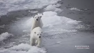 Silversea Expeditions - Insight Into the Arctic