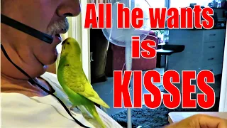 AMAZING TALKING BIRD Begs for kiss kiss kiss