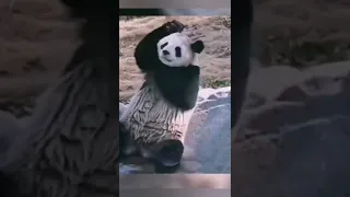 panda taking bath in pool