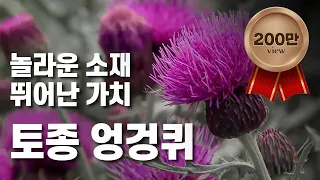 [황금나침반] 한국의 산야초! 🌱 토종 엉겅퀴 세계화 / YTN 사이언스