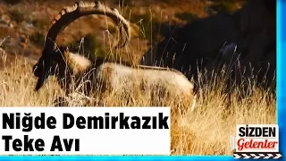 Niğde Demirkazık Teke Avı Sizden Gelenler Mehmet Acembekiroğlu Yaban Tv