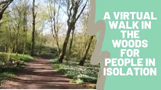 A Virtual Walk in The Woods for those in Self Isolation