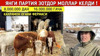 ЯНГИ ПАРТИЯ ЗОТДОР МОЛЛАР КЕЛДИ КАХРАМОН ОГАНИ ФЕРМАСИ СИММЕНТАЛ АНГУС АВЛИКОЛ 12-ЯНВАР ХОРАЗМ БОЗОР