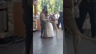 I... Dog? Pet Joins Bride and Groom in Their First Dance