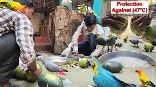 Birds Diet & Care In Extreme Hot 47°C / Tej Garmi Me Birds Ko Keise Rakhe Or Khane Pe Kya Dena Hai.