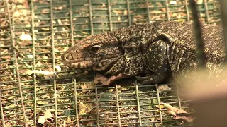 Florida restricts sales of reptiles amid fears of invasive species