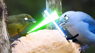 Birds with arms: Attack of the Birds