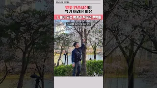 벚꽃 인증샷 잘찍는 3가지 방법 #벚꽃 #석촌호수 #cherryblossom #서울벚꽃명소