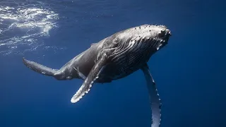 Have you heard whales singing? WHALES SOUNDS underwater. 100% presence.