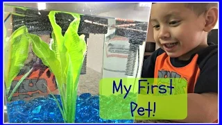 My First Pet ! | Betta Fish