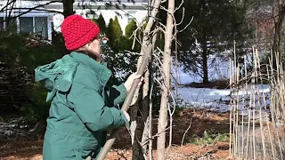 Make a Rustic Wood Arbor