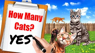 I Opened an Animal Shelter for CATS & Became a CRAZY CAT LADY!