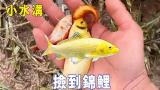 Xiao Shuigou found koi  picked up water to catch it. The yellow is beautiful! [Outdoor Ajie]