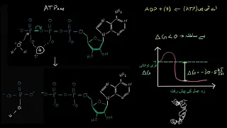 ATP hydrolysis mechanism |  Energy and enzymes |  Biology |  Khan Academy Urdu