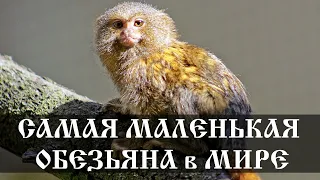 Самая маленькая обезьяна - интересные факты