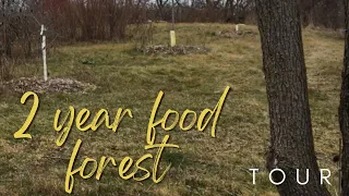 2 YEAR OLD PERMACULTURE FOOD FOREST TOUR