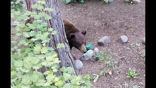 Jack Russell Terrier vs a large black bear