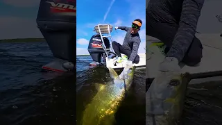 Tarpon with Pulse tail mullet