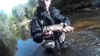 Carp River Brook Trout