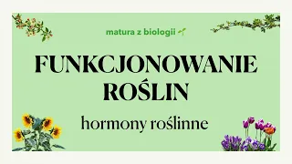 #31.1 - Funkcjonowanie roślin - hormony roślinne 🌺 matura z biologii 🌱 liceum