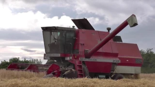 Harvest 2016 Massey Ferguson 31XP Combine Harvester