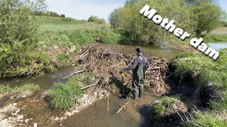 DRAINING HUGE MOTHER BEAVER DAM!