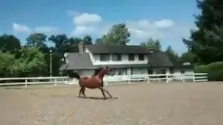 ПРИКОЛЫ С ЛОШАДЬМИ!! FUNNY VIDEOS Приколы с животными смешно до слез Jokes with Horses