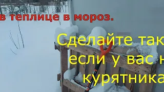 Куры в теплице/ Зимой/ Эксперимент продолжается...