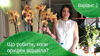 Що робити, коли орхідея відцвіла? Варіант 2: розмноження орхідей. ЯРОС.