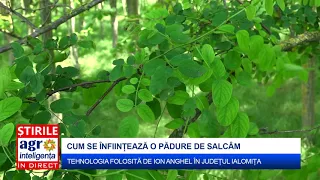 Cum se plantează liziera de salcâm