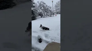 Winter In Utah Is Rough For Small Dogs. #cutedog #funnyanimals #doglover #snow #winter #blizzard